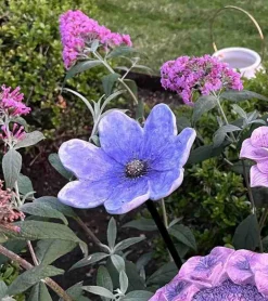 Lilla blomst på spyd, 80 cm